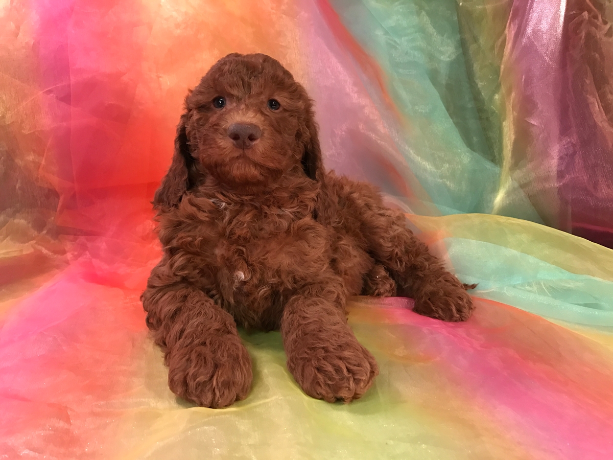 Dark Red Miniature Goldendoodle Breeders